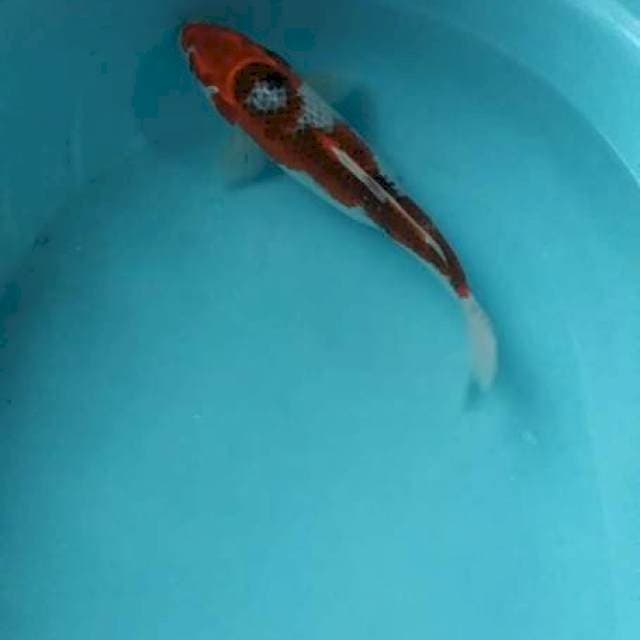Goshiki 30cm