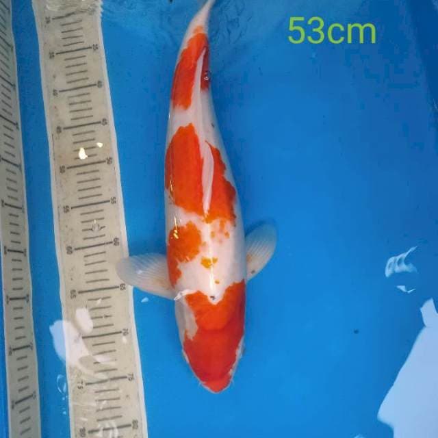 kohaku jumbo