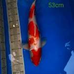 kohaku jumbo
