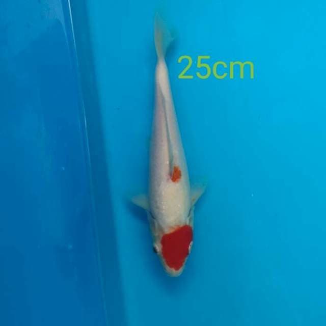 tancho kohaku