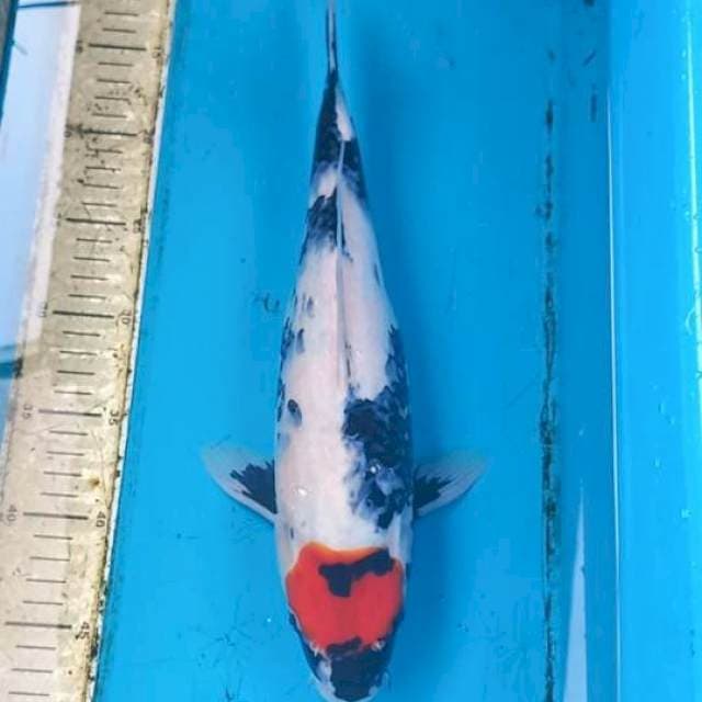 Tancho showa 37cm