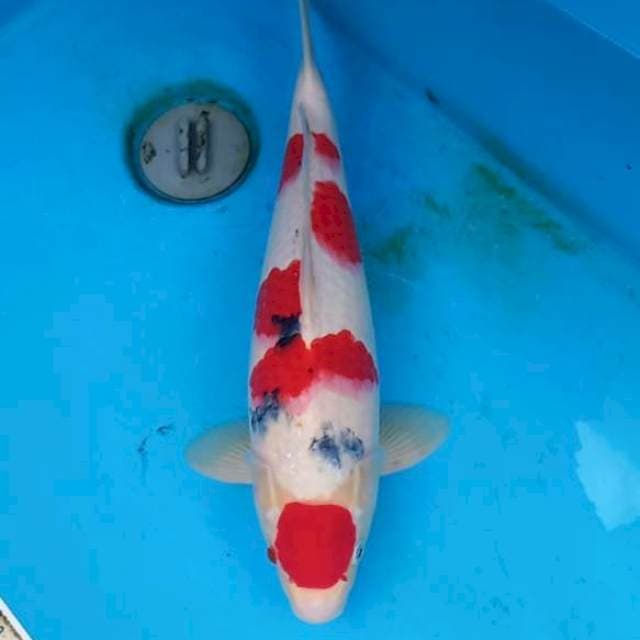 Sanke tategoi 40cm Male