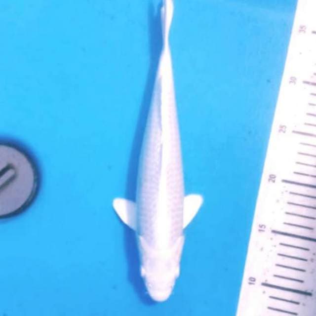 30cm joss