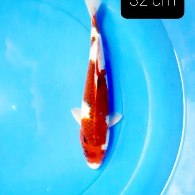 Goromo 32 cm