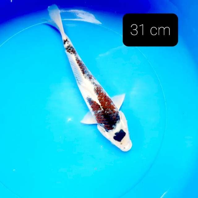 Budo 31 cm