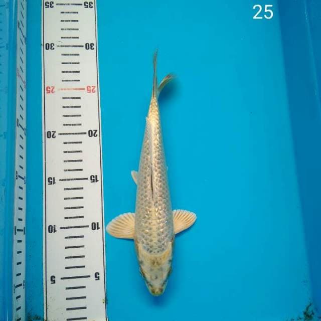 Mukasi bakat jumbo