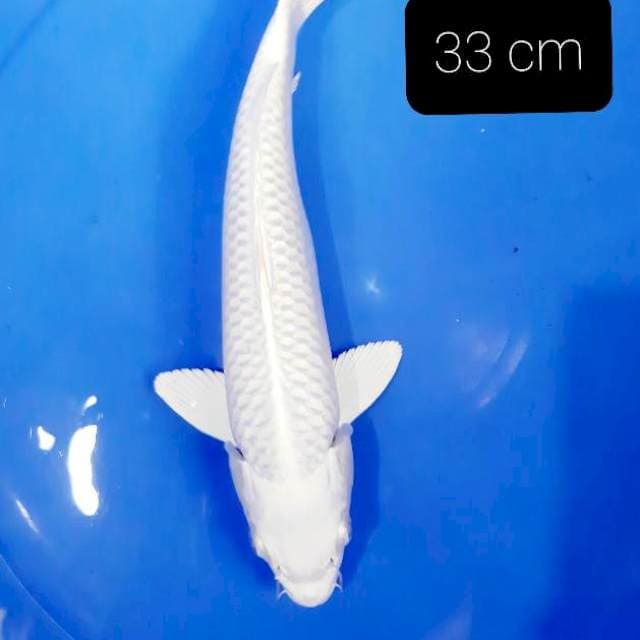 Platinum 33 cm
