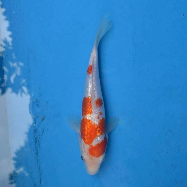 Kohaku Ginrin F1
