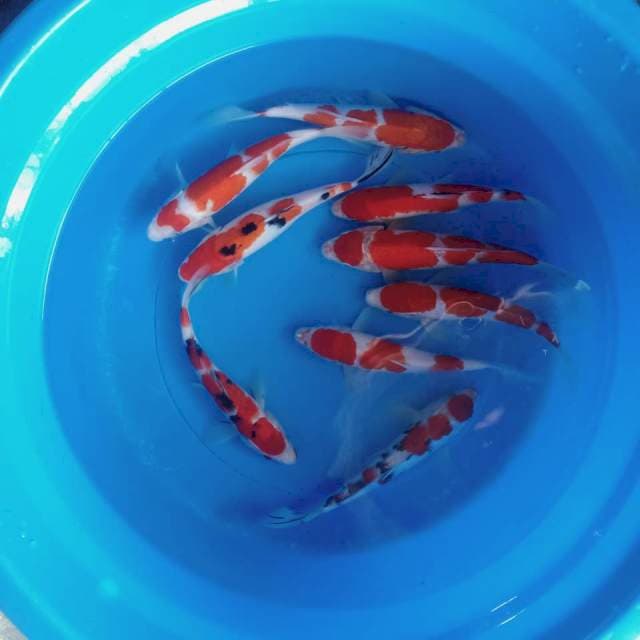 Kohaku Mix 22-24
