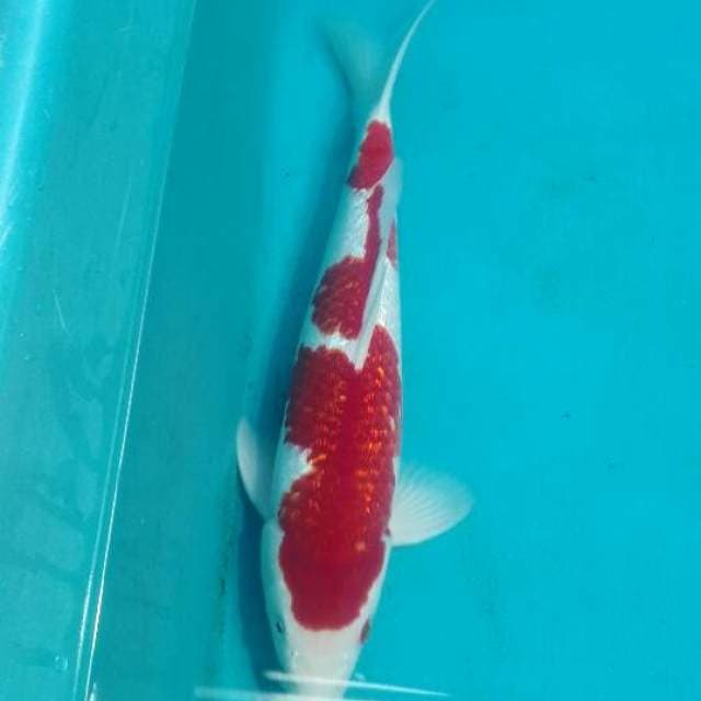sq.hq.37' kohaku