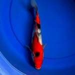 Showa 27cm Isa Koi Farm