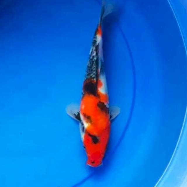 Showa 25cm Isa Koi Farm
