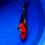 Showa 25cm Isa Koi Farm