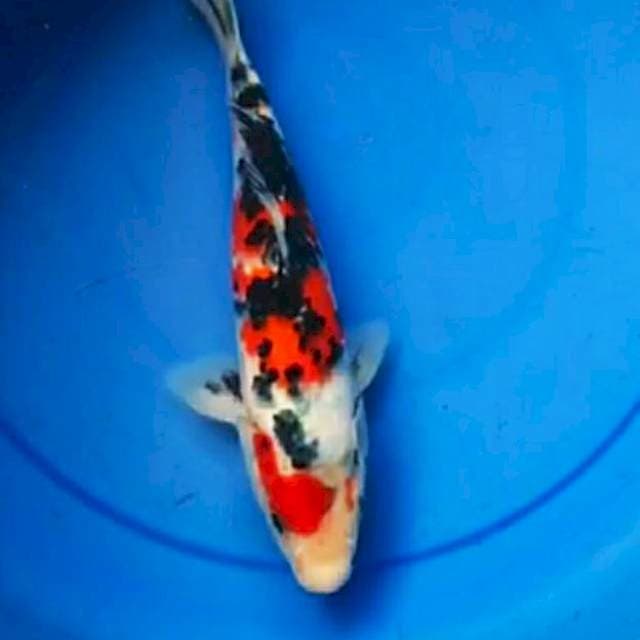 Showa 25cm Isa Koi Farm