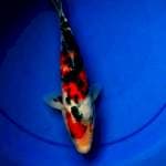 Showa 25cm Isa Koi Farm
