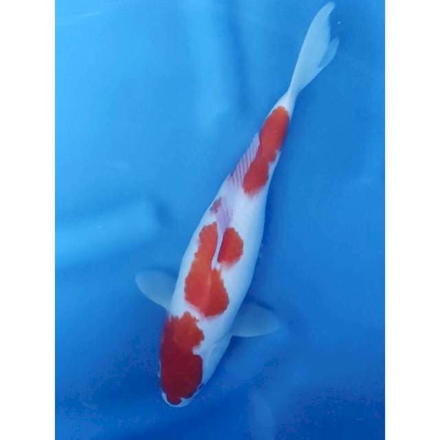31CM // KOHAKU