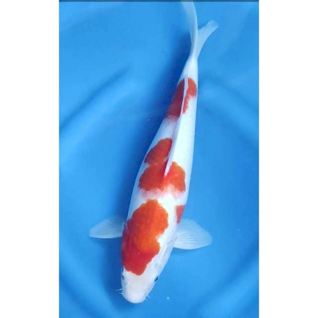 38CM // KOHAKU