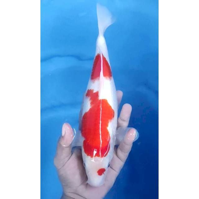 32CM // KOHAKU