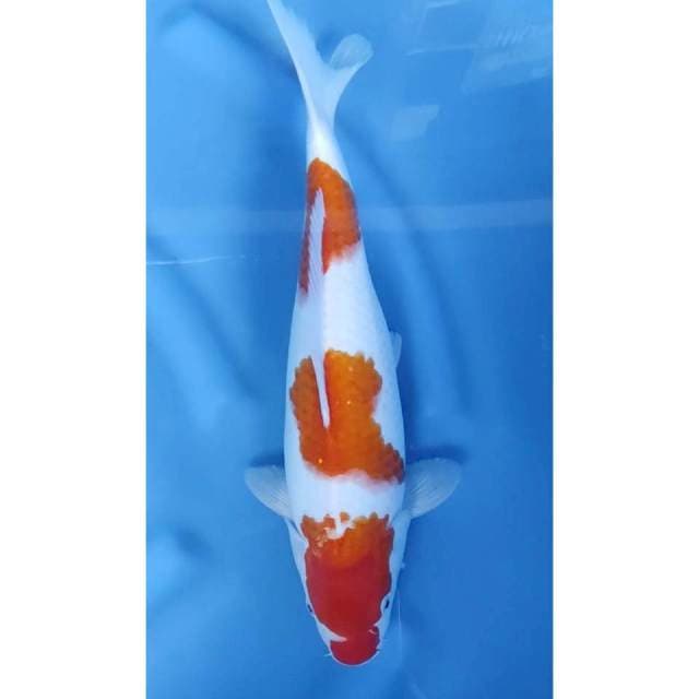 38CM // KOHAKU