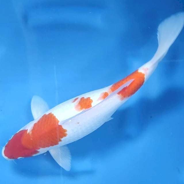 39CM // KOHAKU