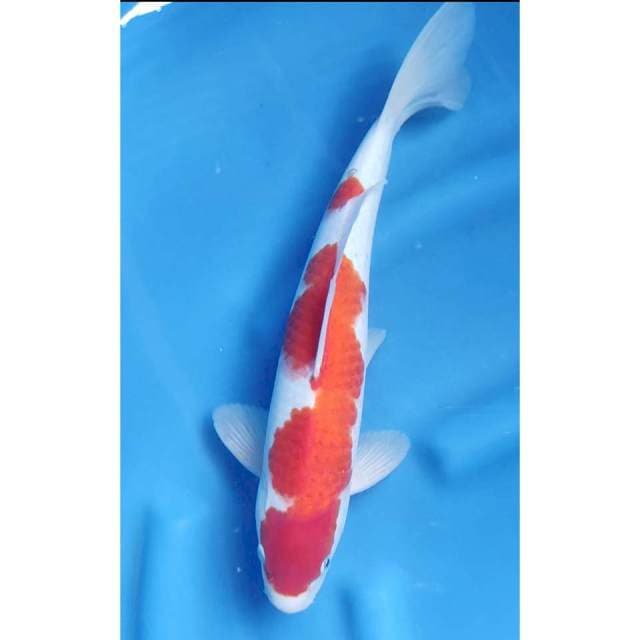 37CM // KOHAKU MALE