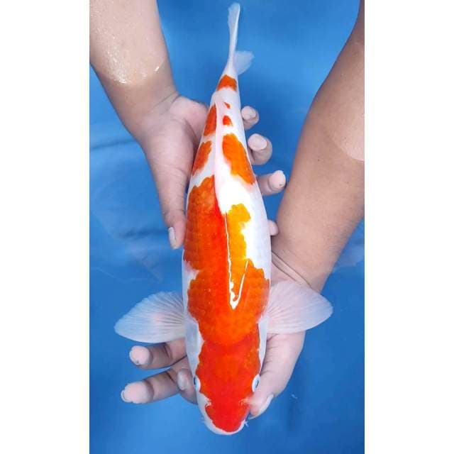 40CM // KOHAKU