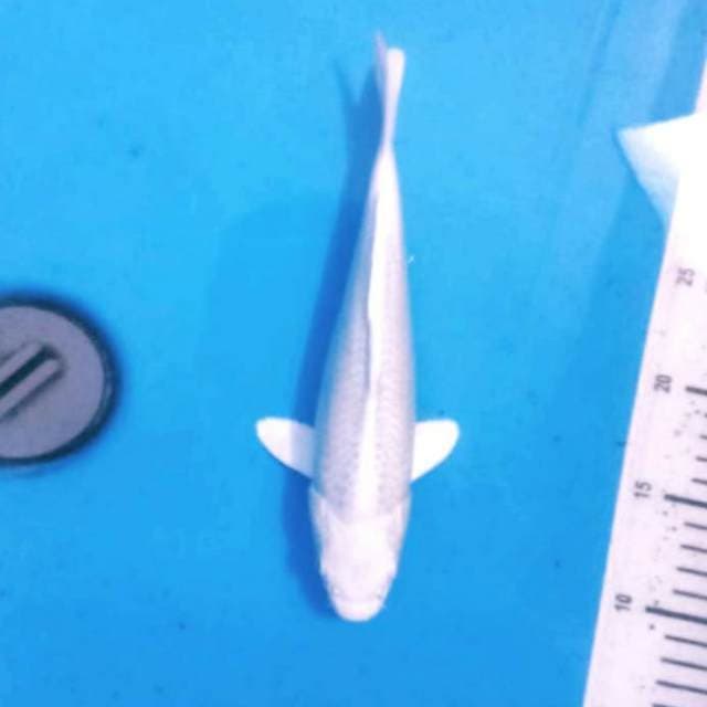 27cm