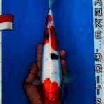 Sanke Doitsu 34cm 