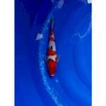 3Step Sanke original 25cm (M)