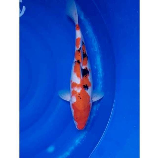 Jumbo Sanke Original 43cm (F)
