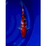 Jumbo Sanke Original 43cm (F)