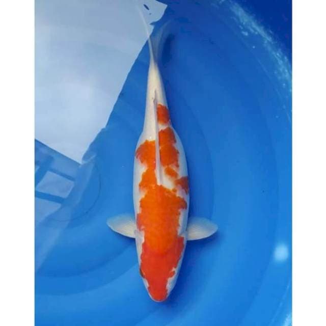 Jumbo Kohaku 37cm (F)