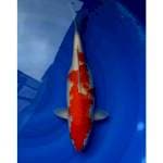 Jumbo Kohaku 37cm (F)