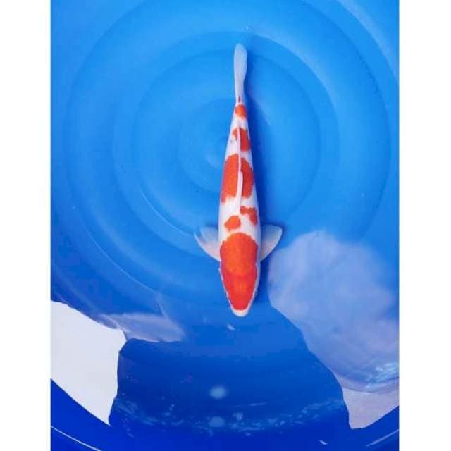 HQ Kohaku Strong 30cm (M)