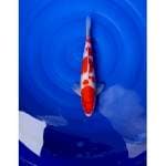 HQ Kohaku Strong 30cm (M)