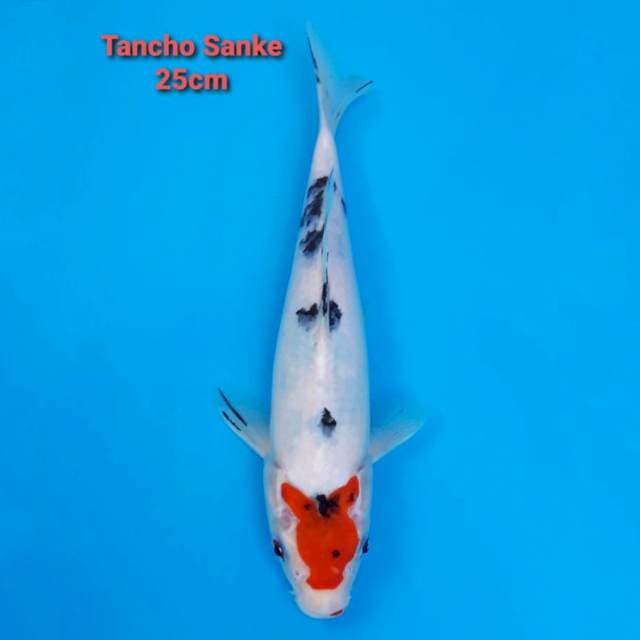 Tancho Sanke 25cm