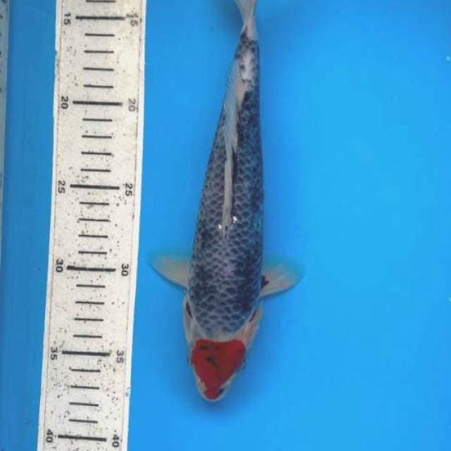 Tancho goshiki 26cm