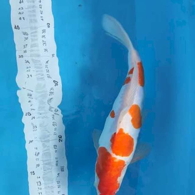 kohaku doit 30cm jantan