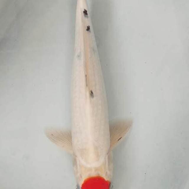 Tc Sanke 33cm Male
