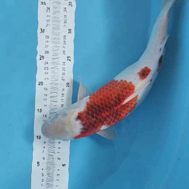 goshiki 40bu