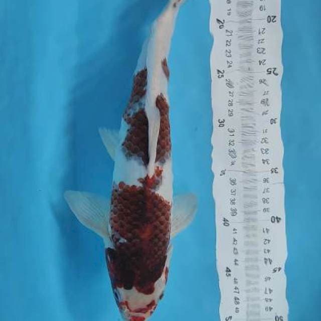 goromo 37cm fm