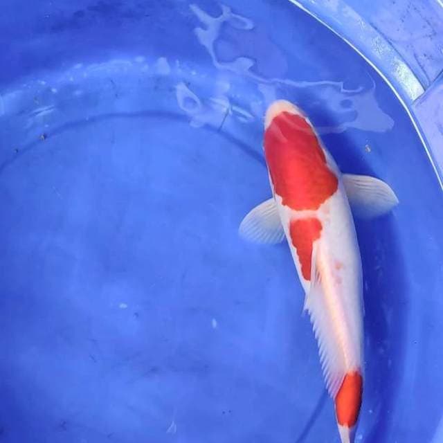 Kohaku