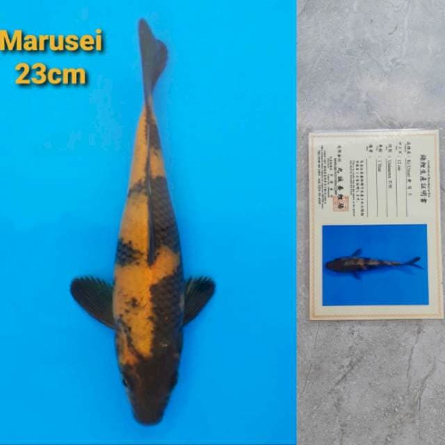 Marusei Ki Utsuri 23cm