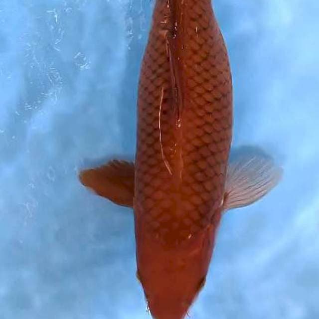 Tembaga bulky 35 cm