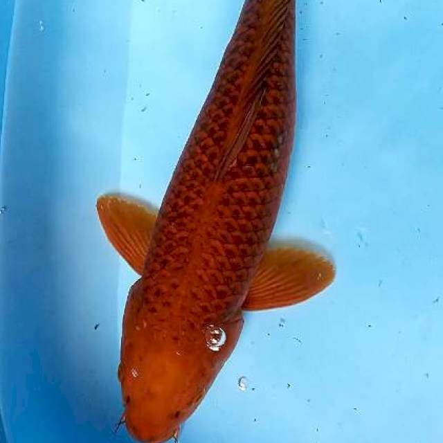 CAGOI TEMBAGA FM 42 CM
