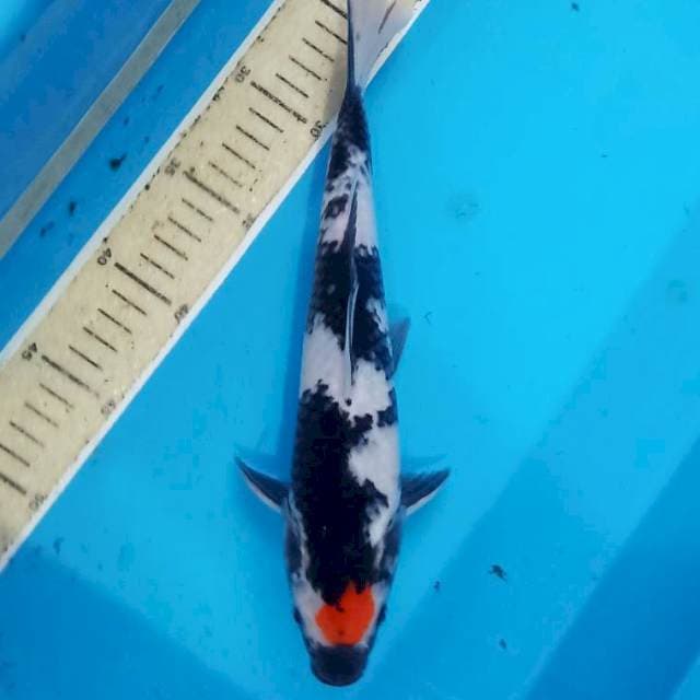 Tancho showa ori. 30cm
