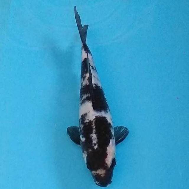Jet Black Shiro Sangar