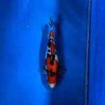 SANKE 33CM Female