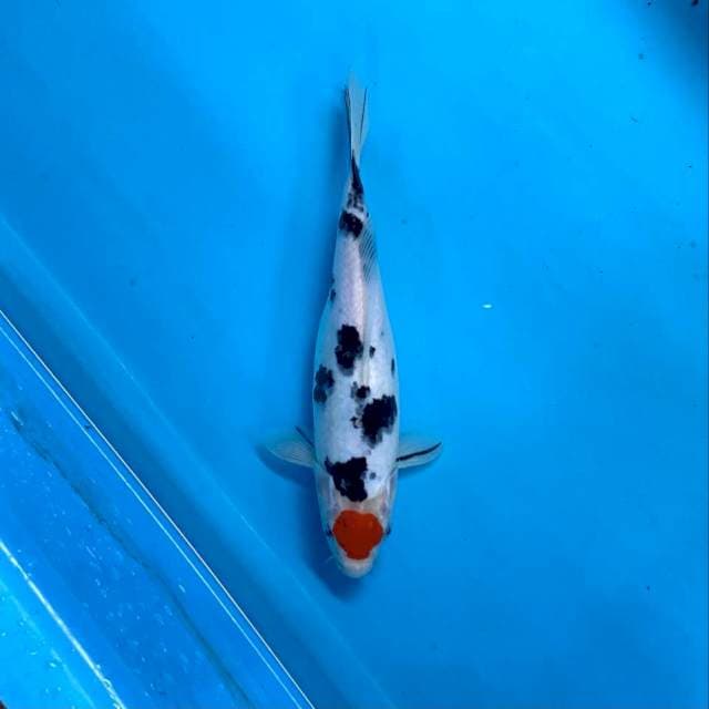 TANCO SANKE 28cm 