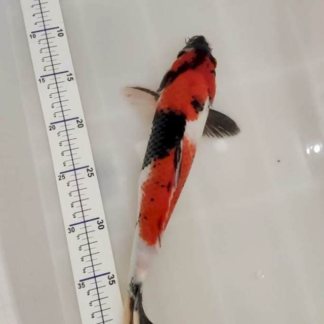 showa 33 cm